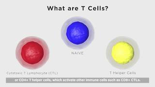 Beckman Coulter CART Cells 101 [upl. by Necaj]