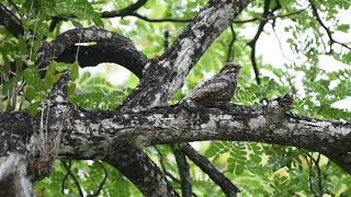 The Grey Nightjar CAMOFLAUGE  WILDLIFE SINGAPORE BIRDING  4K [upl. by Aydni]