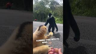 A Gibbons Gesture of Friendship [upl. by Nagol]