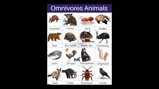 Omnivores Animals Name education shorts shorts learnwithmk5825 [upl. by Aiyekal172]