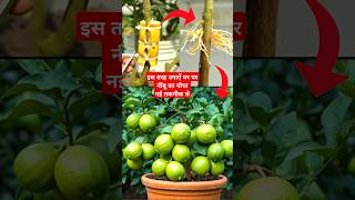 Ghar per Nimbu ugane ki nai taknik farming agriculture gardeningshorts plants shorts nimbu yt [upl. by Cuyler]