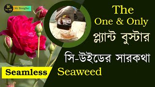 How to use seaweed  Seaweed A to Z  সিউইডের সব কথা mrbongsai bonsai fertiliser gardeningtips [upl. by Aihcrop986]