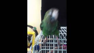 Parrot Doing R2D2 Impression [upl. by Marietta]