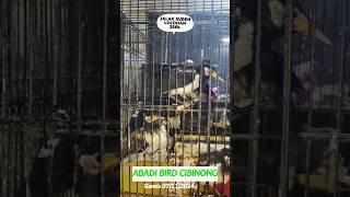 Jalak suren lolohan 256K kicaumania abadibirdcibinong [upl. by Franck]