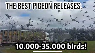 The Best Pigeon Releases  1000035000 Birds  Racing pigeons [upl. by Modesty226]