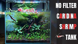 I MADE A NO FILTER CRYSTAL RED SHRIMP TANK [upl. by Drawd765]