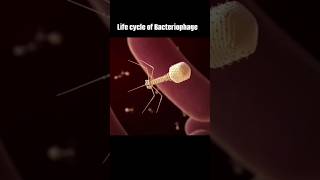 Life cycle of bacteriophage experiment biology sceinceproject projects science shorts short [upl. by Chemash]