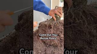 Why You Should Comb Out Your Bonsai Roots bonsai bonsaitree gardening plants tree tips shorts [upl. by Nosnorb84]