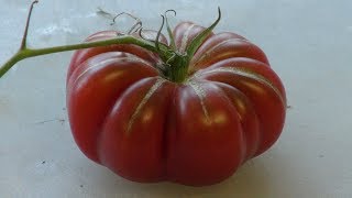 ⟹ Purple Calabash Tomato  Solanum lycopersicum  Tomato Review 2019 [upl. by Lombardo]