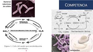 Interacciones Microbianas 1 [upl. by Enajiram]