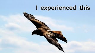 Eagle 4K videos  Eagle Bird  eagles eaglevideo eagle youtube nature birds [upl. by Ika]