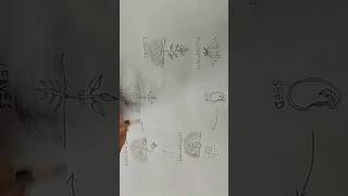 Life cycle of a plant plant life cycle shorts shortvideo botany diagram biology science [upl. by Attegroeg219]