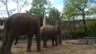 Asiatische Elefanten im Berliner Zoo pflanzen sich fort [upl. by Adihsaar]