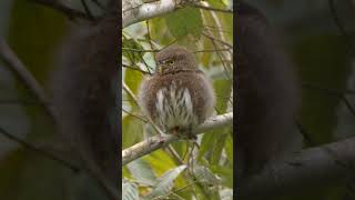 Guatemalan Pygmy Owl shorts [upl. by Atram726]