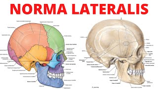 Norma Lateralis [upl. by Anyrtak743]