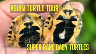 We Hatched Critically Endangered Baby Turtles [upl. by Haimarej]