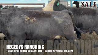 HEGEDYS RANCHING 15 BWF Bred Heifers Due April 15th [upl. by Ocsecnarf]