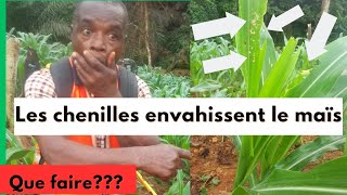 comment combattre les chenilles du maïs [upl. by Ecinaej]