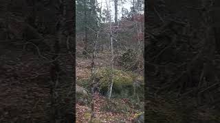 75 of 100 – Olavsberget camping 07 A walk 03 Engelsk [upl. by Vigen]