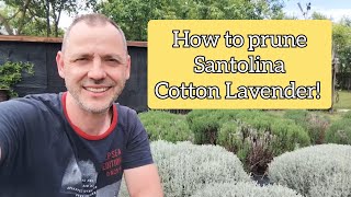 How low can we prune Cotton Lavender  Results [upl. by Jacquetta854]