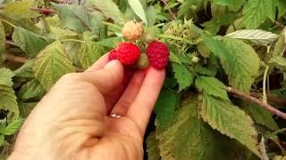 Grow raspberries in a growbox inside a greenhouse [upl. by Sirovaj]