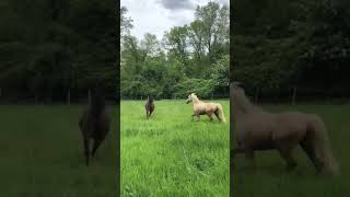 ❤️ pferd horse pferdestall equestrian reiten pony mybaby [upl. by Atiraj]