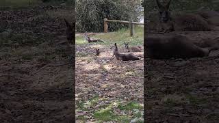 Kangaroos rest time victoria wildlife kangaroovalley shortfeed kangaroo australia [upl. by Mort316]