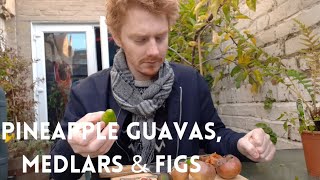 Tasting Pineapple Guavas Medlars and Figs in Winter [upl. by Tyrrell]