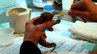 How to rehydrate a baby squirrel [upl. by Cordova]