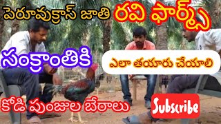 సంక్రాంతికి రెడీగా కోడిపుంజుని ఎలా తయారుచేయాలిpart1వాటికి ఈతలు ఎలా కొట్టించాలిyoutubeshortsvira [upl. by Yelah]