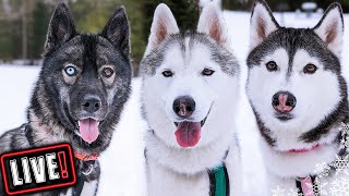 Husky Hangout LIVE 🔴 LIVE Q amp A With our Siberian Huskies [upl. by Inahc]