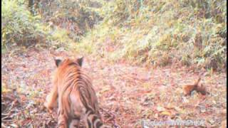 Sumatran Tigress and Cubs in Bukit Tigapuluh  Rimbang Baling Wildlife Corridor [upl. by Trevethick]