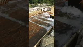 Catching ayu sweetfish on the Nagaragawa 長良川 [upl. by Pomcroy]