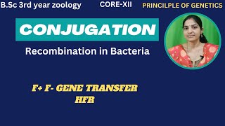 Conjugation In Bacteria BSc 3rd YearBacterial RecombinationHFRF and F Plasmidconjunction [upl. by Erminie]