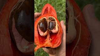 Beautiful Fruit Mamey Sapote Double Sprouted Seed [upl. by Eniamert]