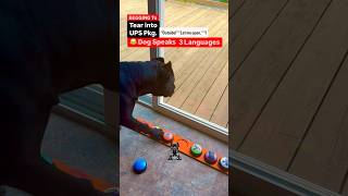 😂 UPS CRAZED Dog Speaks Her Own FastTalkn Lingo Tuxn Dog shorts hilarious lol [upl. by Drescher278]