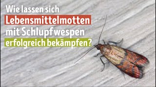 Lebensmittelmotten effektiv bekämpfen – mit Trichogramma Schlupfwespen [upl. by Alemak639]