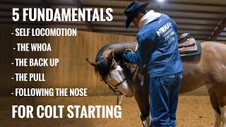 Master These 5 Colt Starting Fundamentals amp Build A Bomb Proof Foundation [upl. by Yetak]