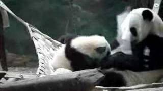 panda mother hugs baby panda [upl. by Asenaj]