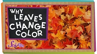 Why Do Leaves Change Colors in the Fall  Biology for Kids  SciShow Kids [upl. by Merrel]