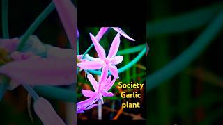 Tulbaghia violacea plantsociety garlic pinkagapanthus wild garlicperennials flowers photography [upl. by Nappie]