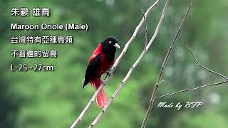 美麗的朱鸝雄鳥Maroon Oriole Male [upl. by Reiners219]