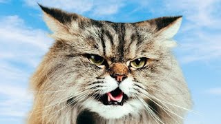 Persian Male Cat Calling Female  Male Cat Calling Female In Heat  Male Cat In Heat Sounds [upl. by Nnylirak]