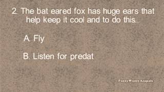 Bat Eared Fox Animal Quiz [upl. by Olatha]