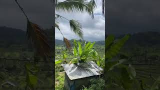 Sidemen rice fields  Bali Indonesia🌋 [upl. by Sheya]