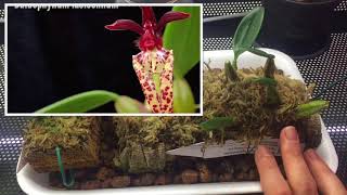 МОИ БУЛЬБОФИЛЛУМЫBulbophyllum Lasiochilum Bulbophyllum Frostii [upl. by Boff]