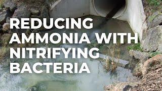 Reducing Ammonia in Wastewater Using Nitrifying Bacteria [upl. by Lynad]