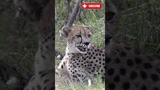 Shocking Facts About Cheetahs You Didnt Know🐆🐯 [upl. by Duj659]