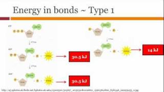 Bioenergetics in Metabolism [upl. by Eberta]