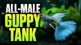 How To Setup An All Male Guppy Tank BeginnerFriendly Planted Aquarium Setup [upl. by Nuy]